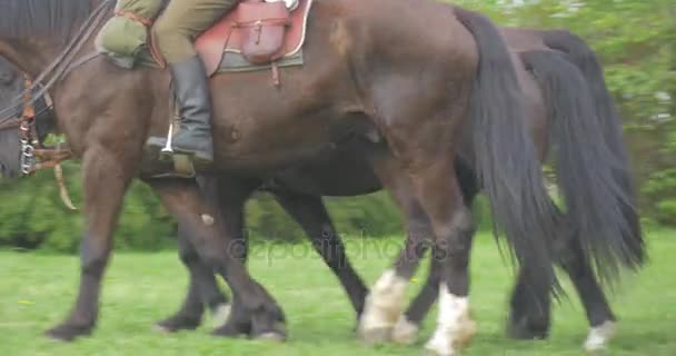 Two Male Soldiers Riding Horses Legs in Boots Equipment on Saddles Reenactment of Historical Events People in Authentic Old Military Uniform Horse Regiment — Stock Video