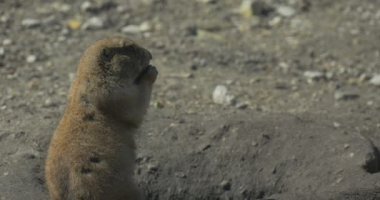 Küçük gri sincap bir delikten var.