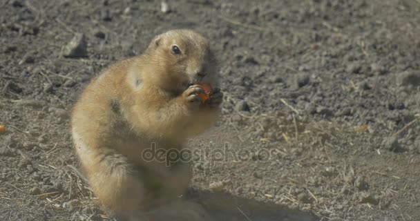 Eichhörnchen hält ein Futter in der Hand — Stockvideo