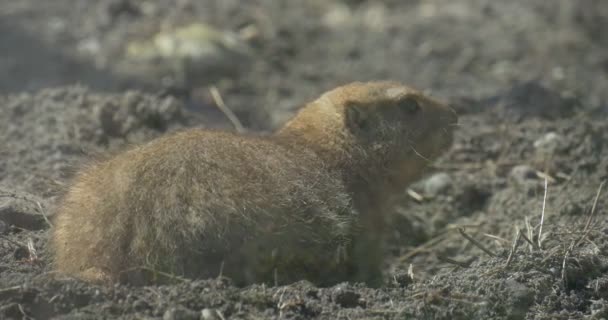 Ουρά από ένα παχύ, βρώμικο Gopher ραβδιά έξω από τρύπα — Αρχείο Βίντεο