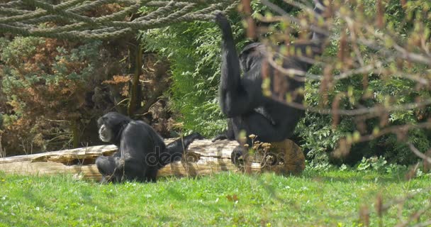 Zwei schwarze Affen sitzen neben einem alten Baumstamm — Stockvideo