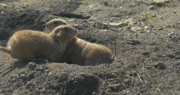 Zwei nervöse Gophers stehen in der Nähe der Höhle — Stockvideo