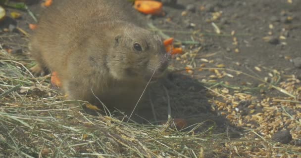 Gopher Stands on All Fours Next to a Trough — Stock Video