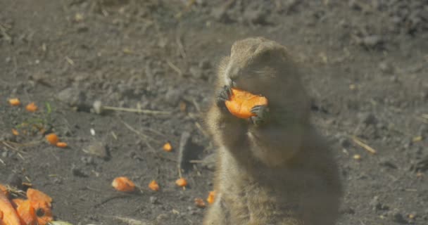 Pequeña ardilla terrestre europea come una zanahoria — Vídeo de stock