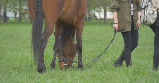 Cavalo castanho adulto é esmagado em um prado — Vídeo de Stock