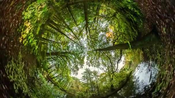 Μικρή λίμνη στο υγρό πάρκο κουνέλι τρύπα πλανήτη 360 μοιρών περίπατο στο δάσος φρέσκο αέρα αναπνοής αναψυχής που ταξιδεύουν τον κόσμο όμορφο τοπίο φθινόπωρο φύση — Αρχείο Βίντεο