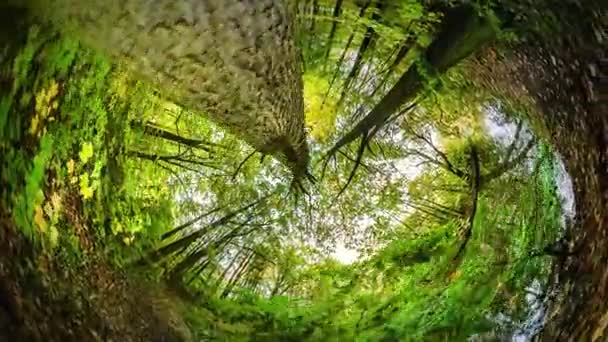 Pântano no Parque Coelho Buraco Planeta 360 Grau Caminhada na Floresta Jardim Botânico Ar Fresco Respiração Recreação Tour para a Europa Bela Paisagem Outono Pôr do sol — Vídeo de Stock