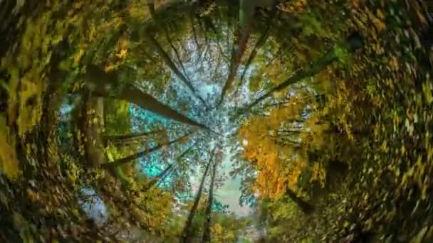 Кроличья нора Планета 360 Степень Вудланд в осенний ветреный день Листья худых деревьев трепещут Путешествуя по миру красивый ландшафтный парк или лес — стоковое видео