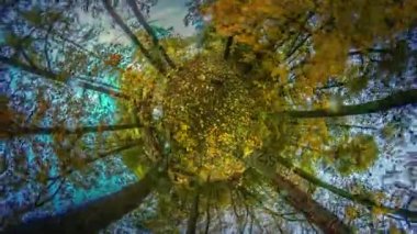 Mini gezegen Woodland sonbahar rüzgarlı gün 360 derece yaprakları ince ağaçlar kron çırpınan Seyahat Dünya güzel Peyzaj Park veya orman
