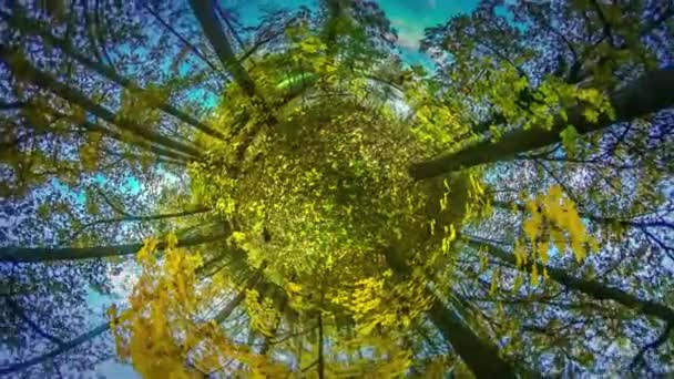 Прогулка в лесу Мини-Планета 360 градусов небо над деревьями парк туризма Наблюдение за природой Путешествия в мире красивые осенние пейзажи трепещущие листья — стоковое видео