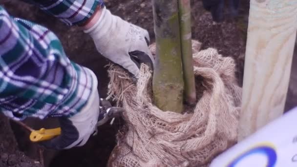 L'uomo è impegnato nello sbarco di piccoli alberi da frutto — Video Stock