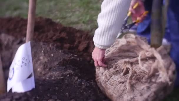 人准备着陆土壤里的一棵小树苗 — 图库视频影像