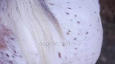 Pony içinde ahşap istikrarlı Walks