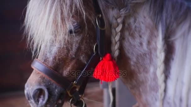 Schönes weißes Pferd steht in einem Stall — Stockvideo