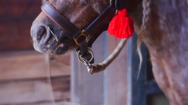 Paard merkt zorgvuldig de bezoekers van de dierentuin — Stockvideo