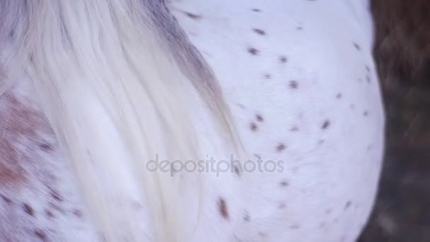 Pony camina dentro de un establo de madera — Vídeos de Stock