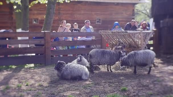 Museo de la Aldea Polaca, un tour de vacaciones, un aviario con animales, ovejas y cabras, animales en una granja — Vídeo de stock