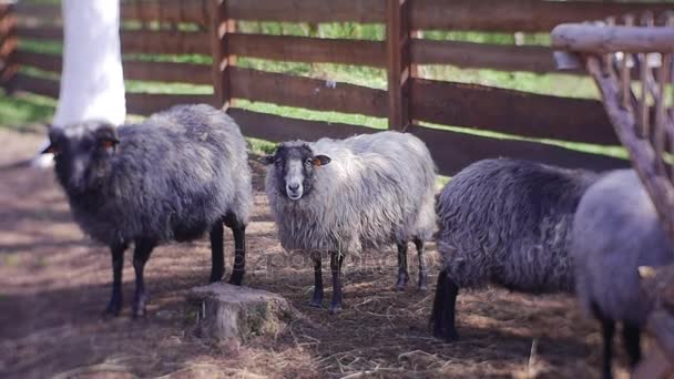 Ovejas antes de la valla, aviario con animales en la granja, cría de ovejas para lana y leche — Vídeos de Stock