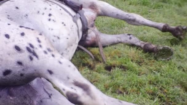 Vlekkerige paard ligt op de grond — Stockvideo