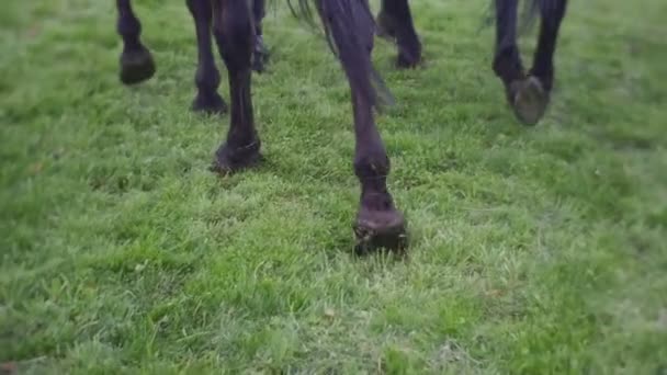 Hovar av hästar störta sig in i den mjuka marken — Stockvideo