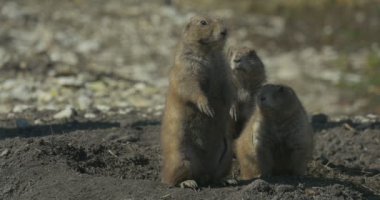 Ground Squirrel Ailesi, Hole 'da Hind Legs' in üstüne oturun. Tünel kazan kemirgenler. Tarlada ya da çölde vahşi yaşam. Girişleri kaplayan küçük toprak yığınları. Avrupalı Souslik, Spermophilus