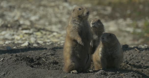 Die Familie Der Erdhörnchen Sitzt Auf Ihren Hinterbeinen Loch Nagetiere — Stockvideo