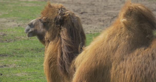 Grande Camelo Bactriano Está Dormindo Sun Green Meadow Pisca Olhos — Vídeo de Stock