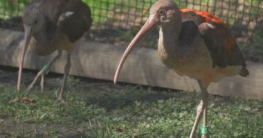 Ibis Hayvanat Bahçesinde Yürüyüş. Uzun, Eğik Gagalı Kuş, Gri ve Turuncu Tüylü. Uzun Bacaklar, Pençeler ve Uzun Boyun. Mısır Kuşları. Kuşhane ve Otlakta Nesli Tükenmenin eşiğindeki Hayvanlar.