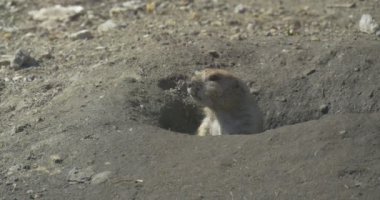 Sincap, Merakla İzliyor, Delikten Gizlice Bakıyor. Avrupa yer sincabı. Avrupalı Souslik, Spermophilus Suslicus. Tatlı yüzlü şirin bir hayvan.