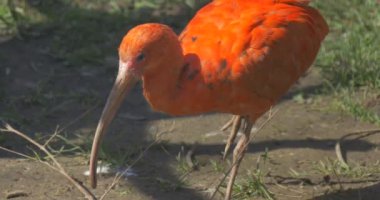Hayvanat bahçesinde Kızıl Ibis Yürüyüşleri ve Otlaklar. Yakın çekim. Uzun, Eğik Gagalı Kuş, Gri ve Turuncu Tüylü. Uzun Bacaklar, Pençeler ve Uzun Boyun. Mısır Kuşu. Büyük Kuşlar