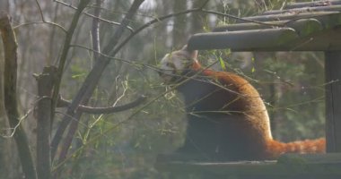 Red Panda, Ağaç Dallarında Taze Gençlik Yaprakları, Tüylü Kuyruklu Hayvan, Güneşli Baharda Hayvanat Bahçesi 'nde Tahta Kütük Üzerinde Oturuyor. Ağacın çıplak dalları. Ailurus Fulgens Ormanda