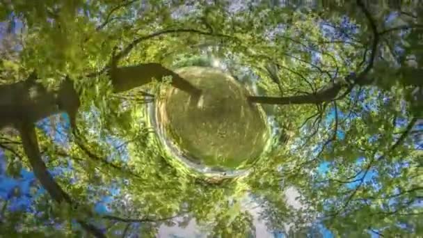 360 Grados Panorama Hermoso Bosque Día Soleado — Vídeos de Stock