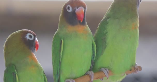 Pequenos Papagaios Verdes Aquecem Perto Outro Sentam Num Ramo Madeira — Vídeo de Stock