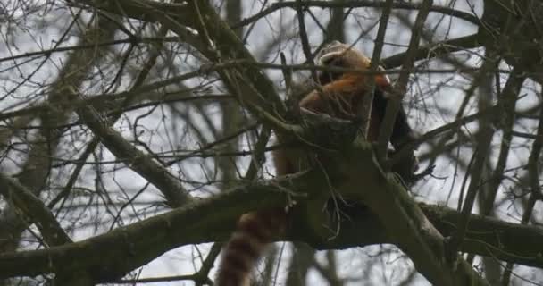Close Cute Red Panda Bare Tree Branches Firefox Está Comendo — Vídeo de Stock