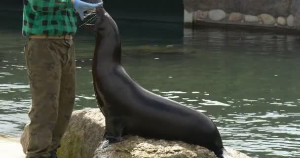 Two Workers Zoo Sea Lion — Stock Video