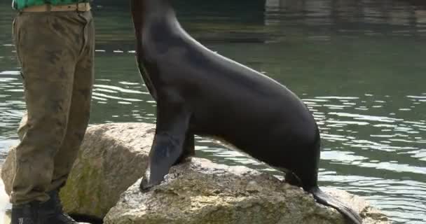 Worker Zoo Has Come Open Air Cage Sea Lion Stands — Stock Video