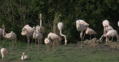 White Flamingos Are Walking by Meadow and Feeding, Eating Something With Their Long Beaks. Flock of Big Pinkish Birds on a Bank of Lake in Zoo, Green Lush Trees, Meadow in Aviary