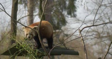 Red Panda, Red Bear-Cat on a Roof of Wooden Structure, Feeder, Descending Head First. Beautiful Endangered Animal, Arboreal Solitary Animal With Shaggy Striped Tail is Sitting on Wooden Log in Zoo