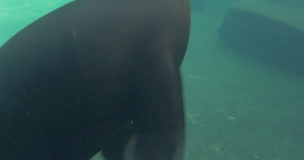 Bearded Seal Swiming Aquarium Zoo Slow Motion Pinnipeds Mammals Small — Stock video