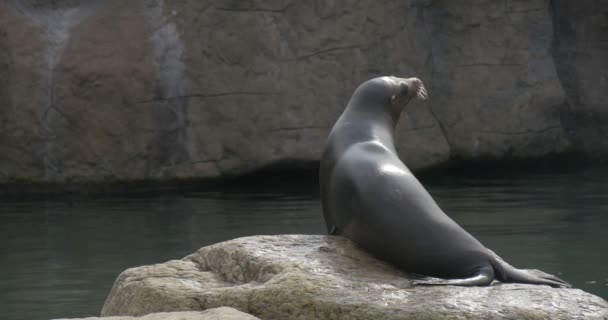 Thick Sea Lion Lies Big Boulder Centre Pool Tries Get — Stockvideo