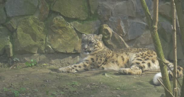 Big Spotty Cheetah Lies Grass Tries Fall Asleep Visitors Zoo — Video