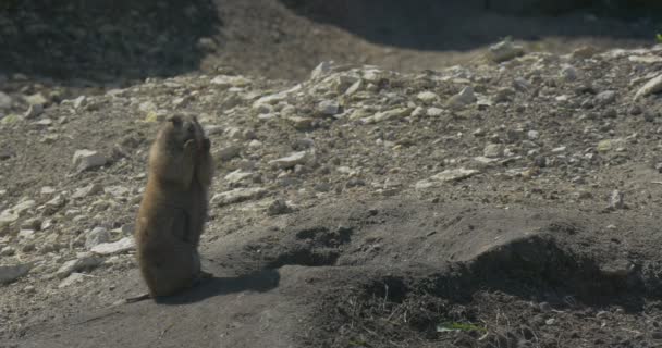 European Ground Squirrel Sit Its Hind Legs Caution Eats Feed — Vídeo de Stock