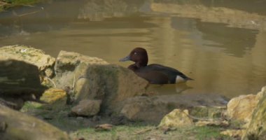 Wild Duck, Hen Swimming in Small Pond, One Brown Speckled Colorful Bird, Dabbling Duck, Waterfowl Bird is Swimming at Lake With Stony Banks in Zoo. Excursion to Aviary Springtime Sunny Day.