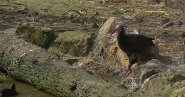 Black Northern Ibis Drinks Water Standing Stony Bank Pond Swamp — стоковое видео
