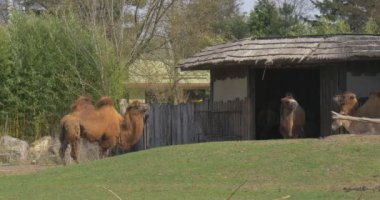 Üç Bactrian Camelus, Hayvanlar Ahırda ve Yeşil Çimen 'de, Camelus Bactrianus' ta. İki Ayaklı Çift Parmaklı Uzun, Yünlü Paltolu Dengesiz Hayvan Meadow 'da otluyor. Ağaçlar, Bitkiler