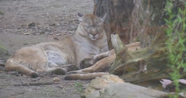 Big Red Puma Slaapt Onder Een Boom Heeft Ogen Gesloten — Stockvideo