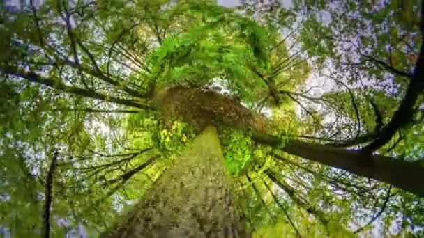 360 Grad Panorama Des Schönen Waldes Bei Sonnigem Tag — Stockvideo