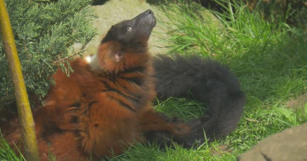 Auburn Wolverine Turns His Head Lying Ground Ginger Wolverine Rests — Stock Video