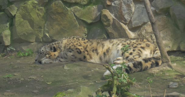 Big Fluffy Cheetah Dorme Avendo Messo Testa Terra Sua Coda — Video Stock