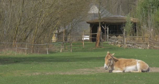 Brown Donkey Lying Grass Barn Fence Stable Background Ass Grazing — ストック動画